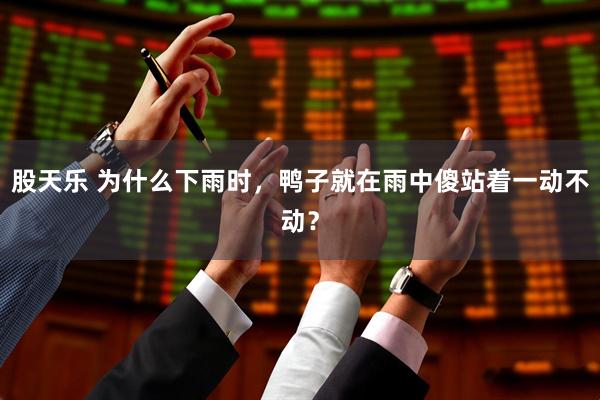 股天乐 为什么下雨时，鸭子就在雨中傻站着一动不动？